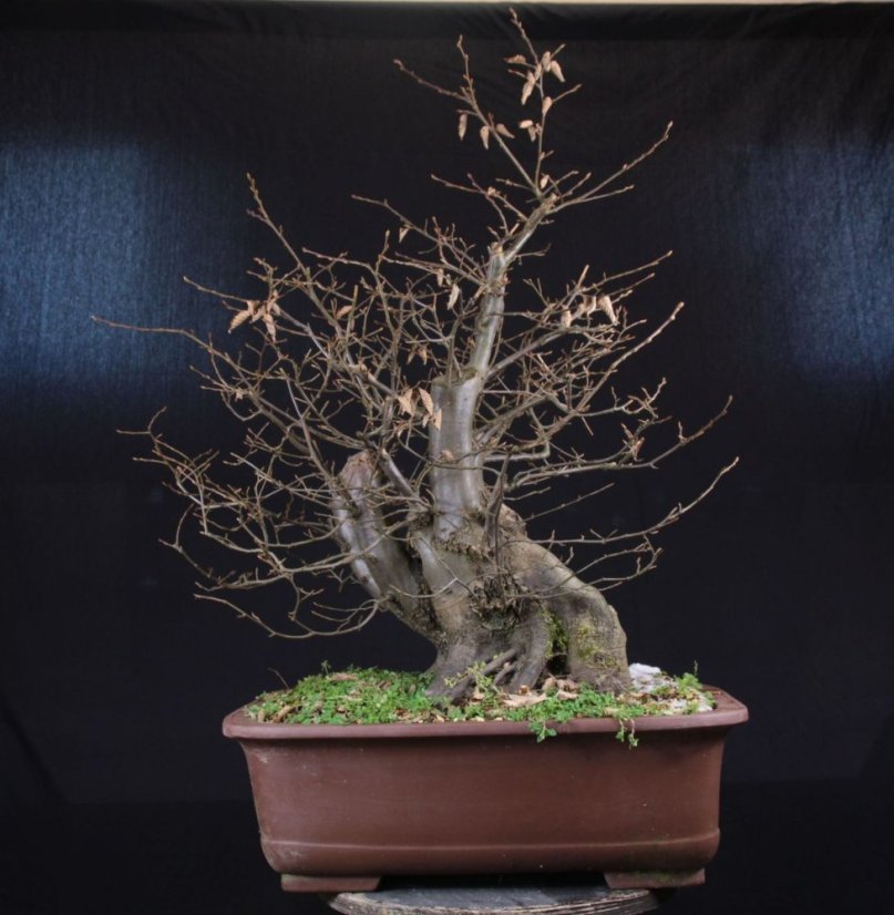 Carpinus betulus #03