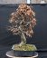 Carpinus betulus #11