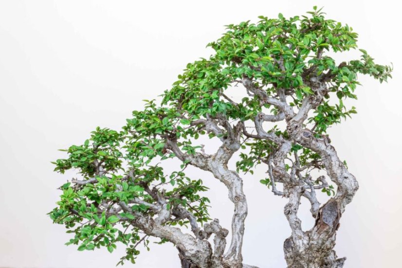 Carpinus orientalis no.4