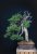 Juniperus sabina #04-  CENA NA VYŽÁDÁNÍ / PRICE ON REQUEST