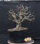 Carpinus betulus #09