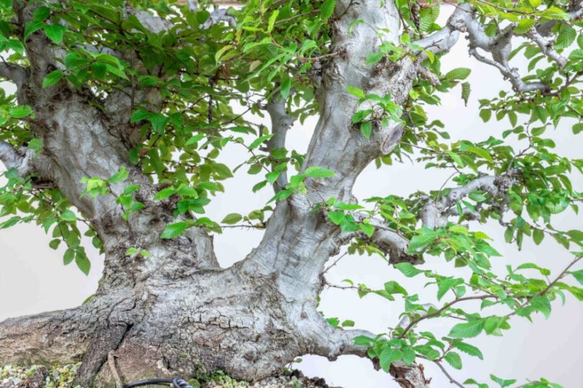 Carpinus orientalis no.5