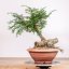 Taxus baccata no.21