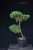 Pinus sylvestris Watereri NIW.20