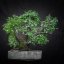 Prunus mahaleb #45
