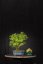 Berberis vulgaris DR01