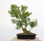 Buxus sempervirens #01