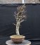 Carpinus betulus #10