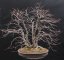 Tilia Cordata #01