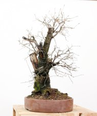 Prunus mahaleb #45