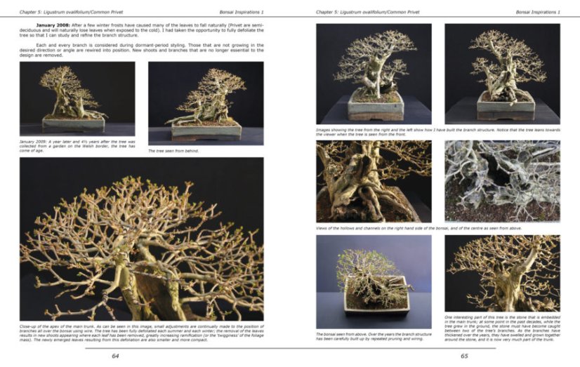Bonsai Inspirations 1 - Harry Harrington