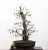 Carpinus betulus #13