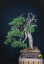 Juniperus sabina #04-  CENA NA VYŽÁDÁNÍ / PRICE ON REQUEST