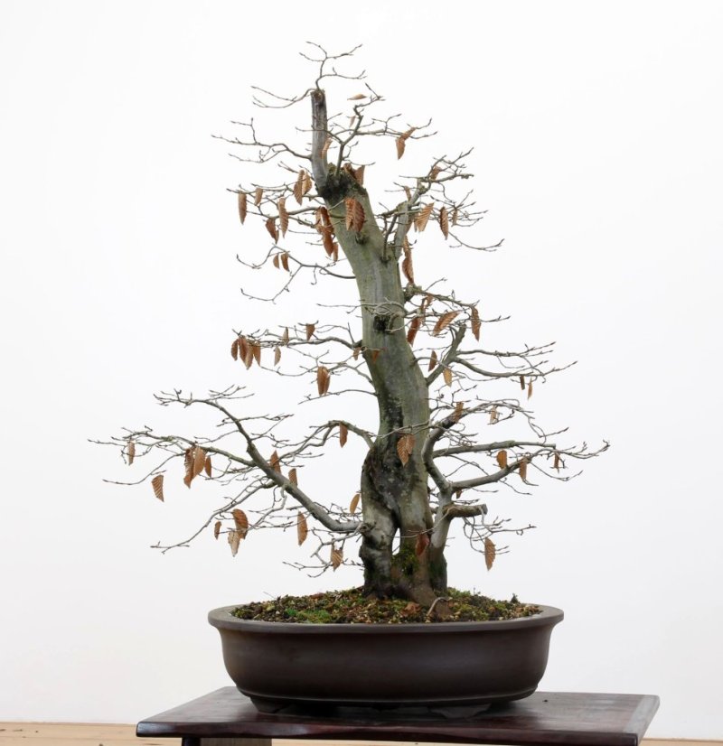 Carpinus betulus #13
