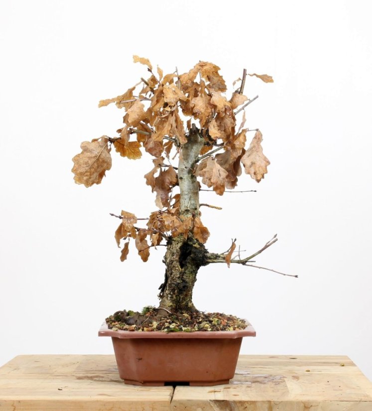 Quercus robur #01