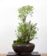 Lonicera tatarica #01