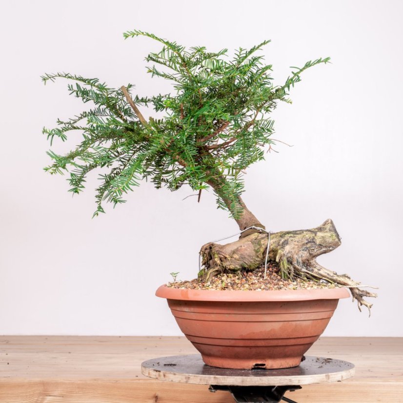 Taxus baccata no.21
