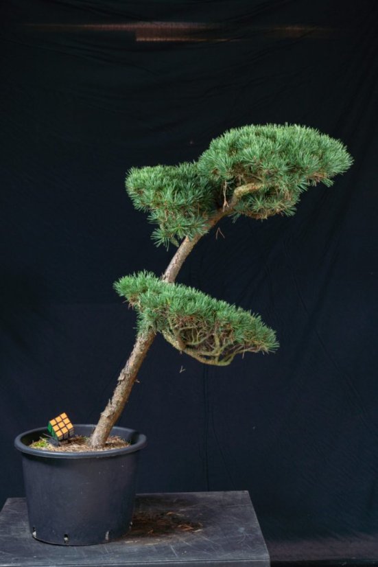 Pinus sylvestris Watereri NIW.20