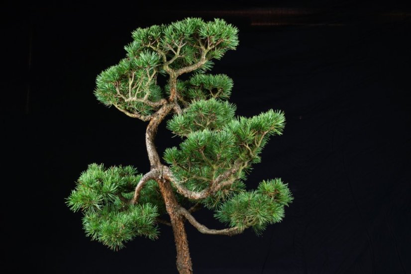 Pinus sylvestris Watereri NIW.3
