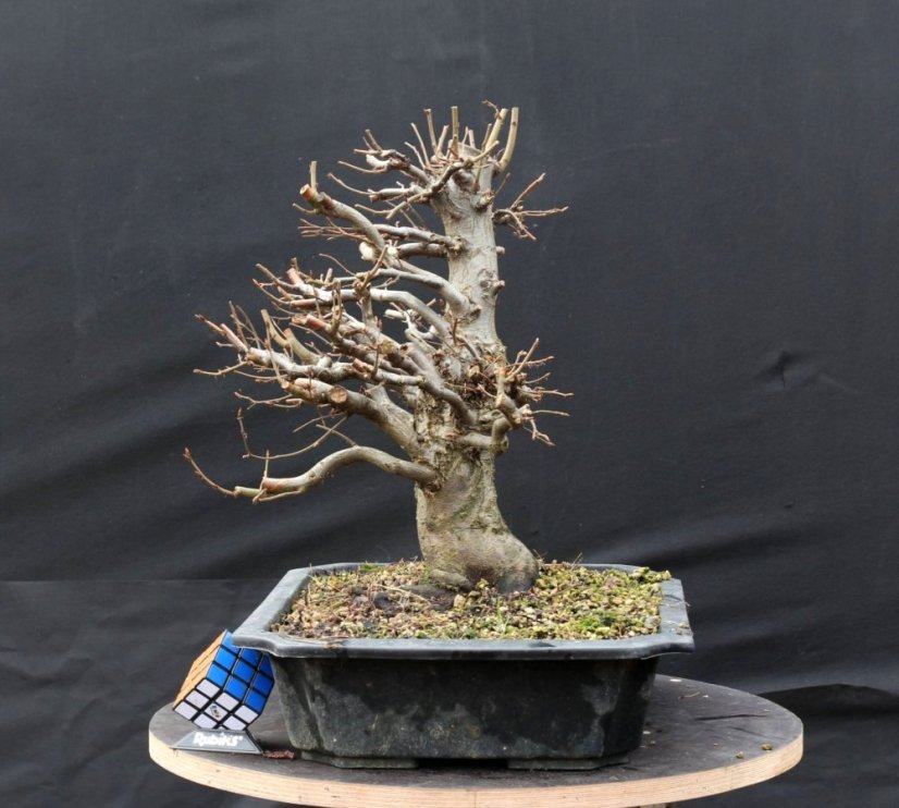 Carpinus betulus #04
