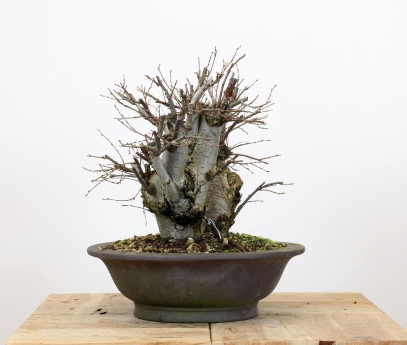 Ulmus minor #02