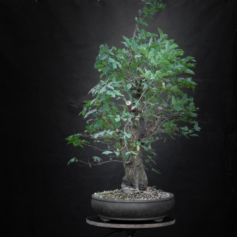 Ulmus glabra no.3