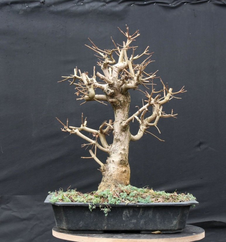 Acer campestre #05