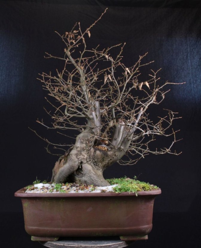 Carpinus betulus #03