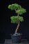 Pinus sylvestris Watereri NIW.17
