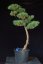 Pinus sylvestris Watereri NIW.10
