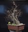 Carpinus betulus #03