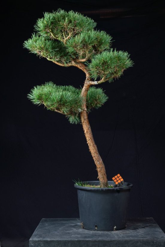 Pinus sylvestris Watereri NIW.5