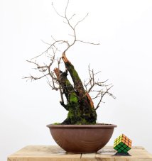 Prunus mahaleb #01