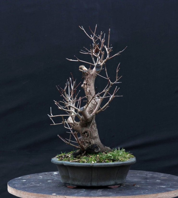 Acer tatar. ginnala #02