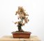 Quercus robur #01