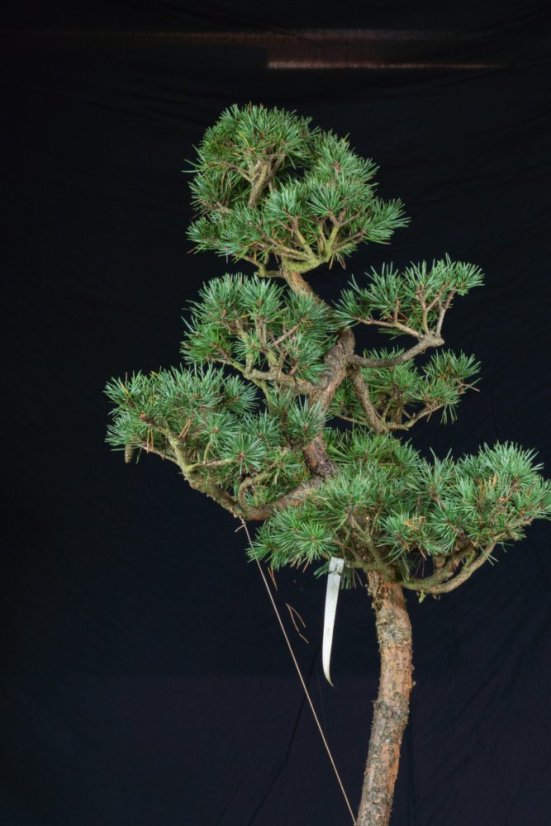 Pinus sylvestris Watereri NIW.19