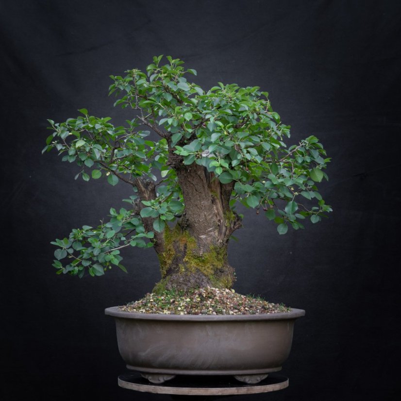 Prunus mahaleb #08