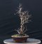 Acer tatar. ginnala #01