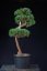 Pinus sylvestris Watereri NIW.15