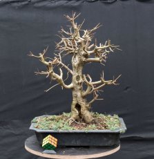 Acer campestre #05