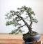 Pinus sylvestris #07
