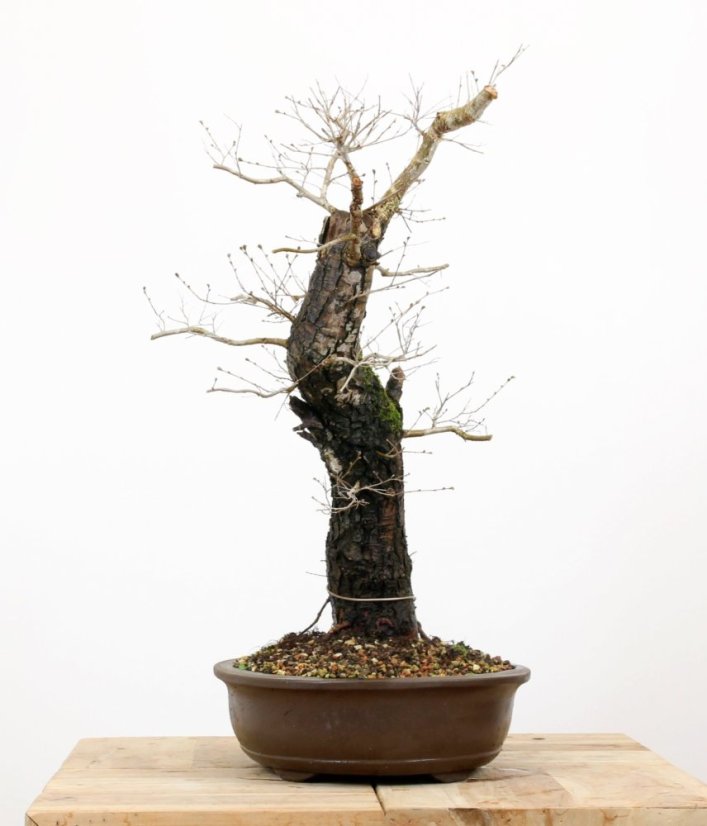 Ulmus minor #01