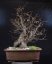 Carpinus betulus #03