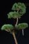 Pinus sylvestris Watereri NIW.16