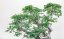 Carpinus orientalis no.1