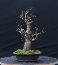 Acer tatar. ginnala #02