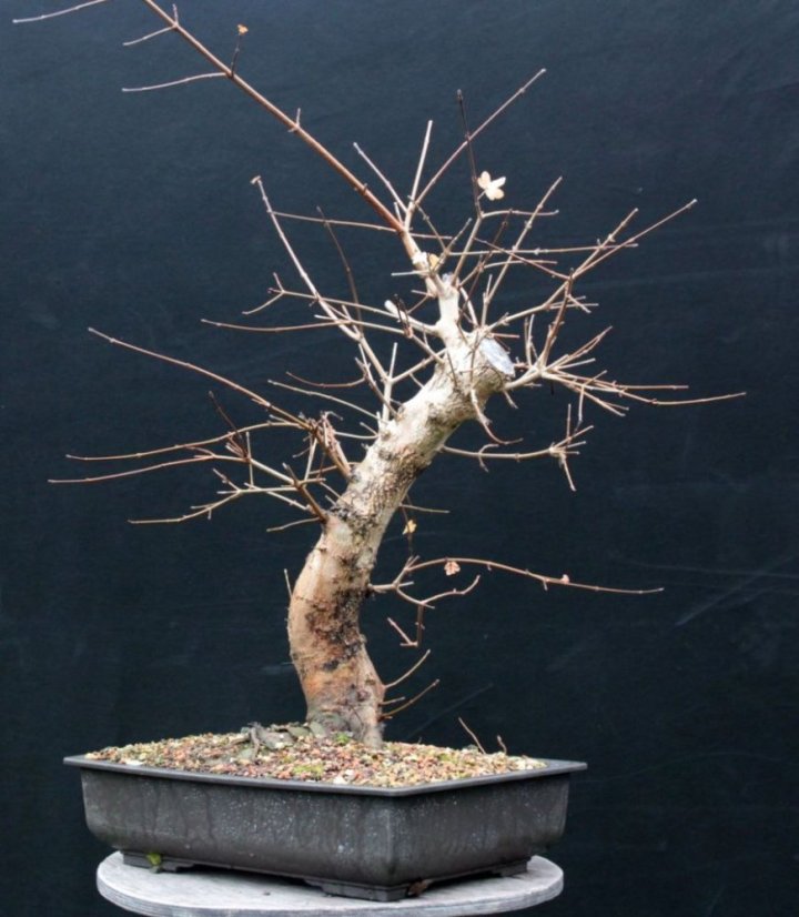 Acer campestre #03