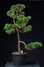 Pinus sylvestris Watereri NIW.3