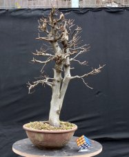 Carpinus betulus #10