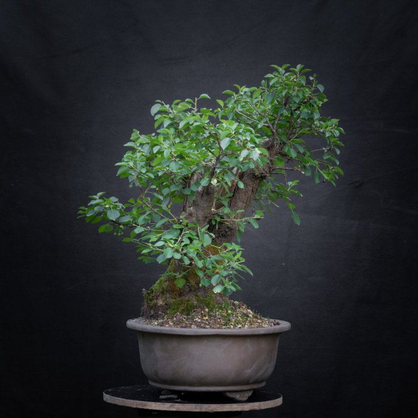Prunus mahaleb #08